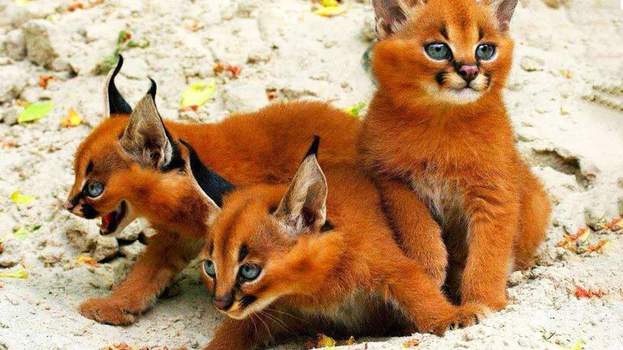 Rarest Cat Breeds