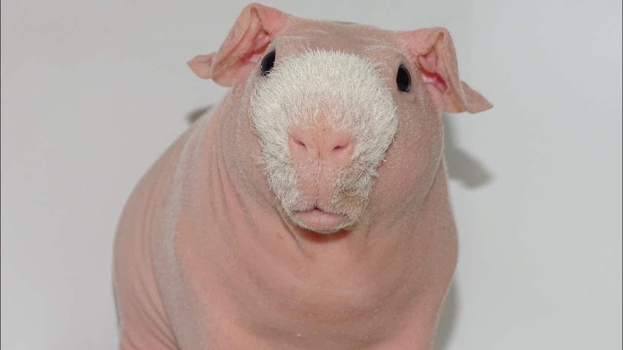 Skinny Pig
