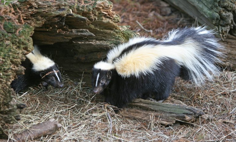 Comprehensive Guide on Keeping a Skunk as a Pet