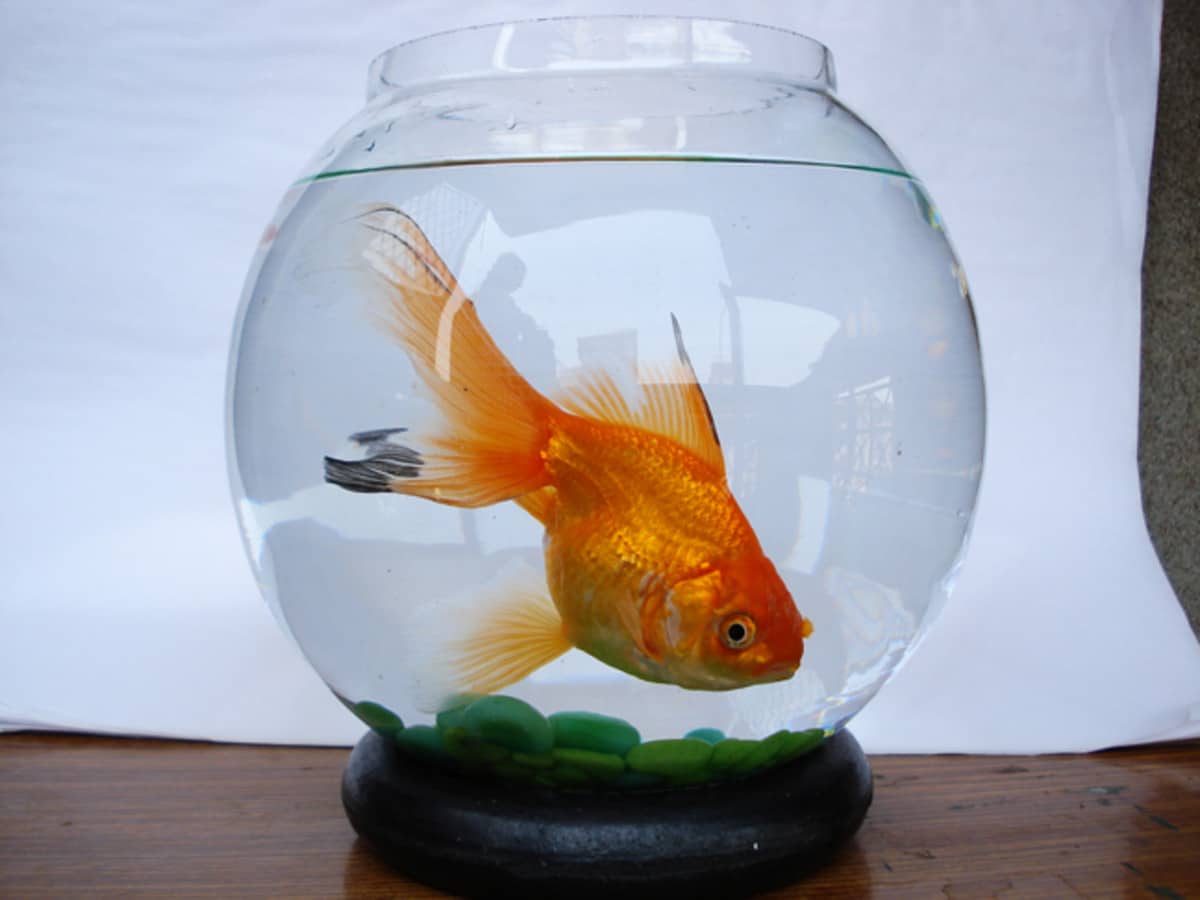 Small Fish Bowl