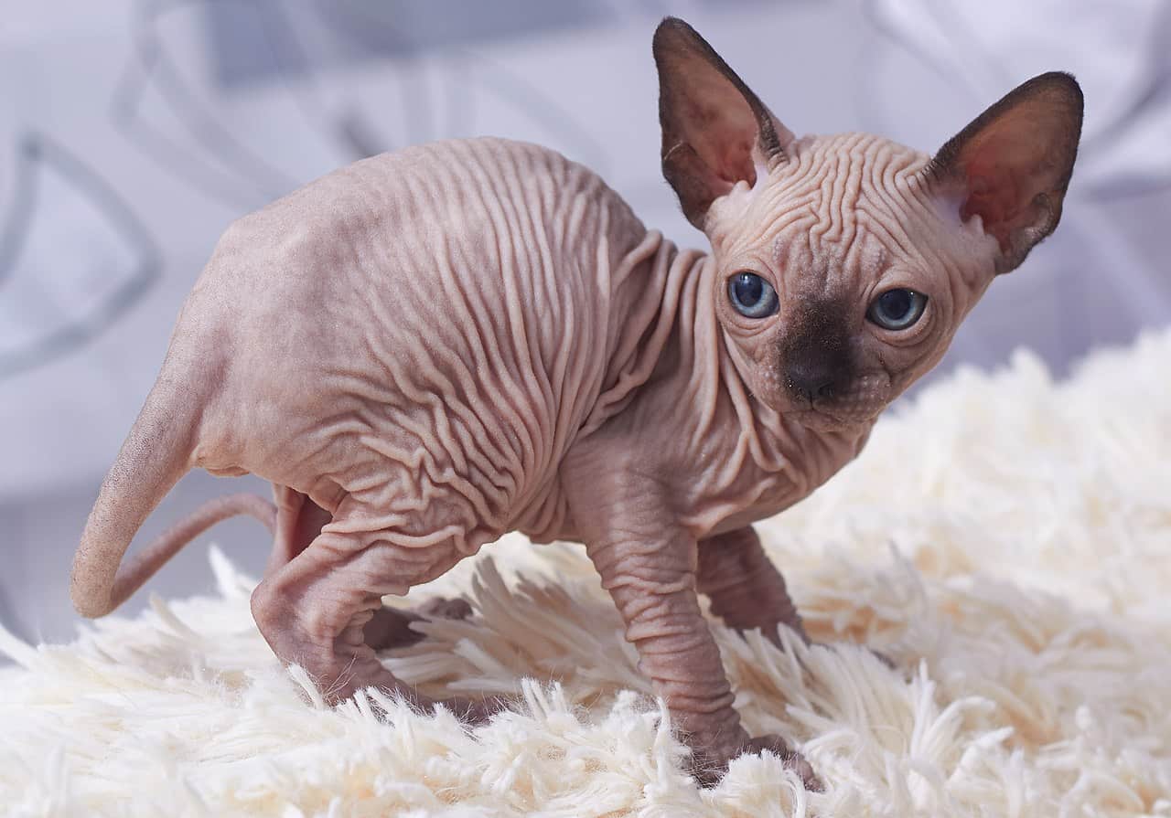 Sphynx