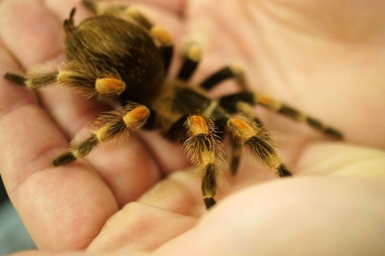 Tarantula as a Pet
