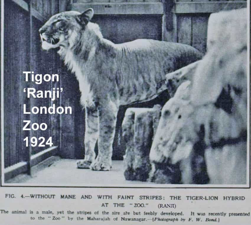 Tigon