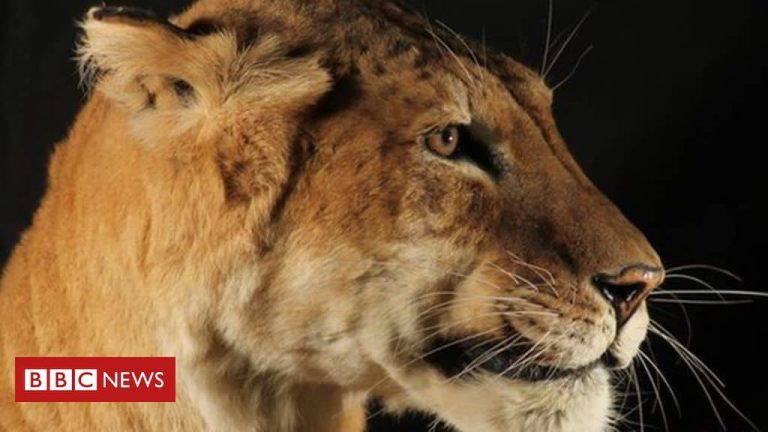 Tigon: Profile and Information