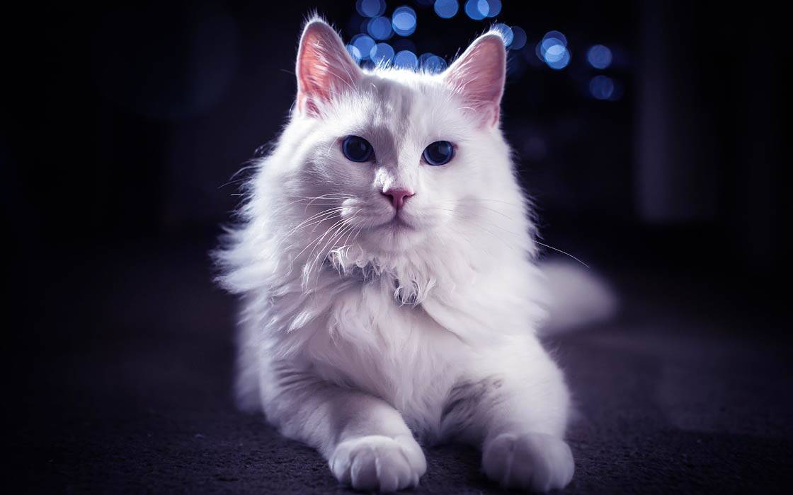 Turkish Angora