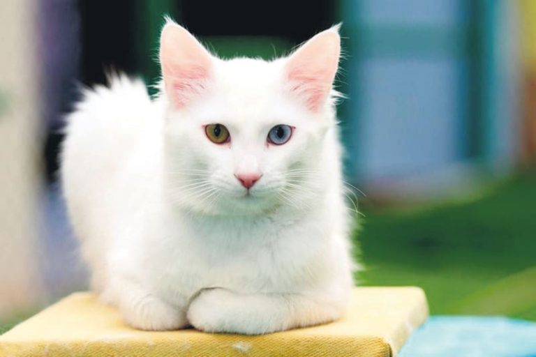 Turkish Van Cat Breed Profile and Information