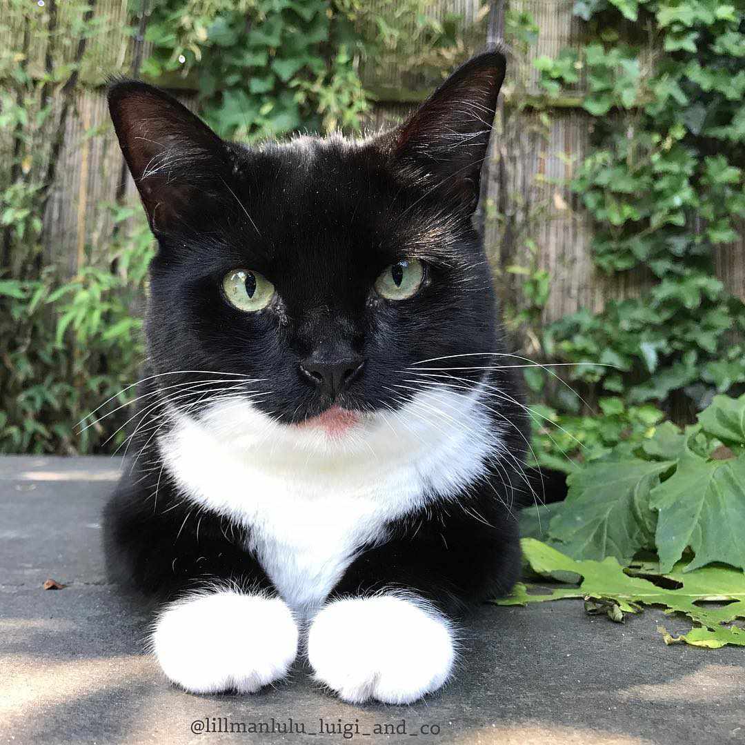 Tuxedo Cats