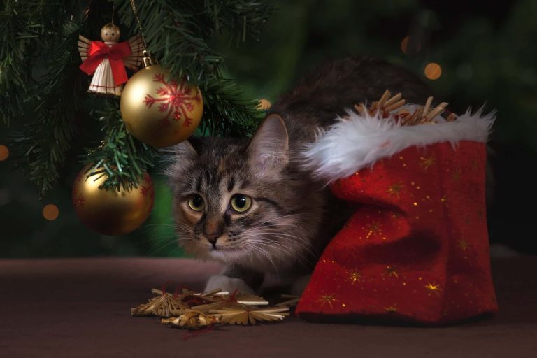 Ways to Keep Your Pets Safe During Christmas