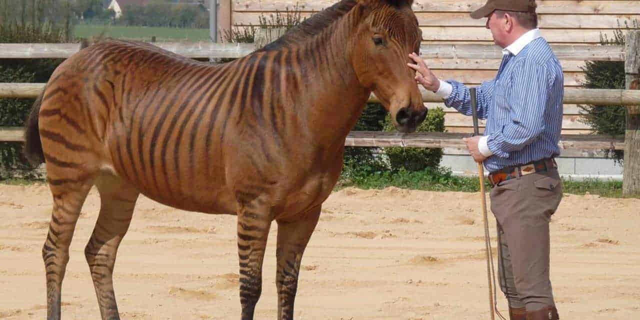 zorse