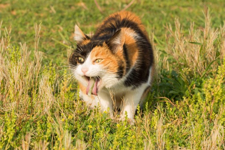 6 Possible Reasons Your Cat Is Vomiting