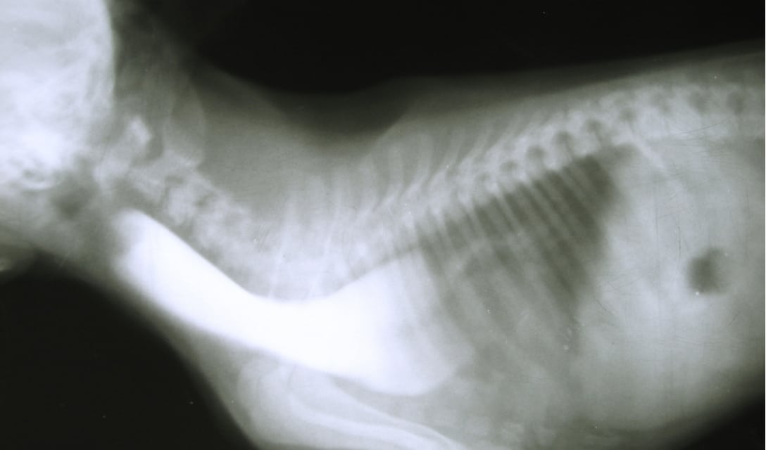 Megaesophagus in Cats