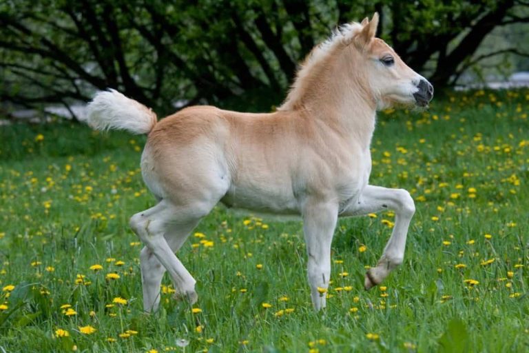 Pony Names: 500+ Name Ideas for Your Small Horse