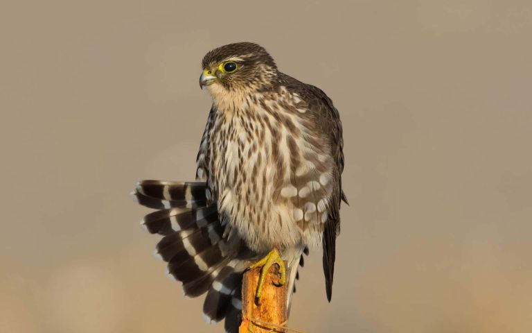 Merlin (Bird): Profile and Information