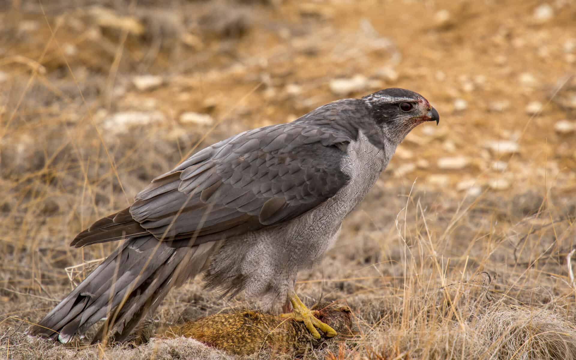 Northern Goshawk