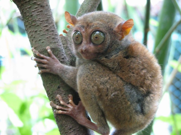 13 Animals With Big Eyes