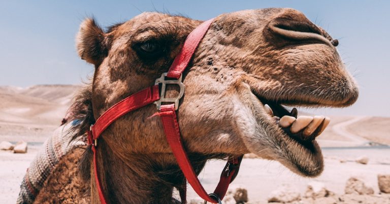 10 Weird and Wonderful Facts About Camel Tongues