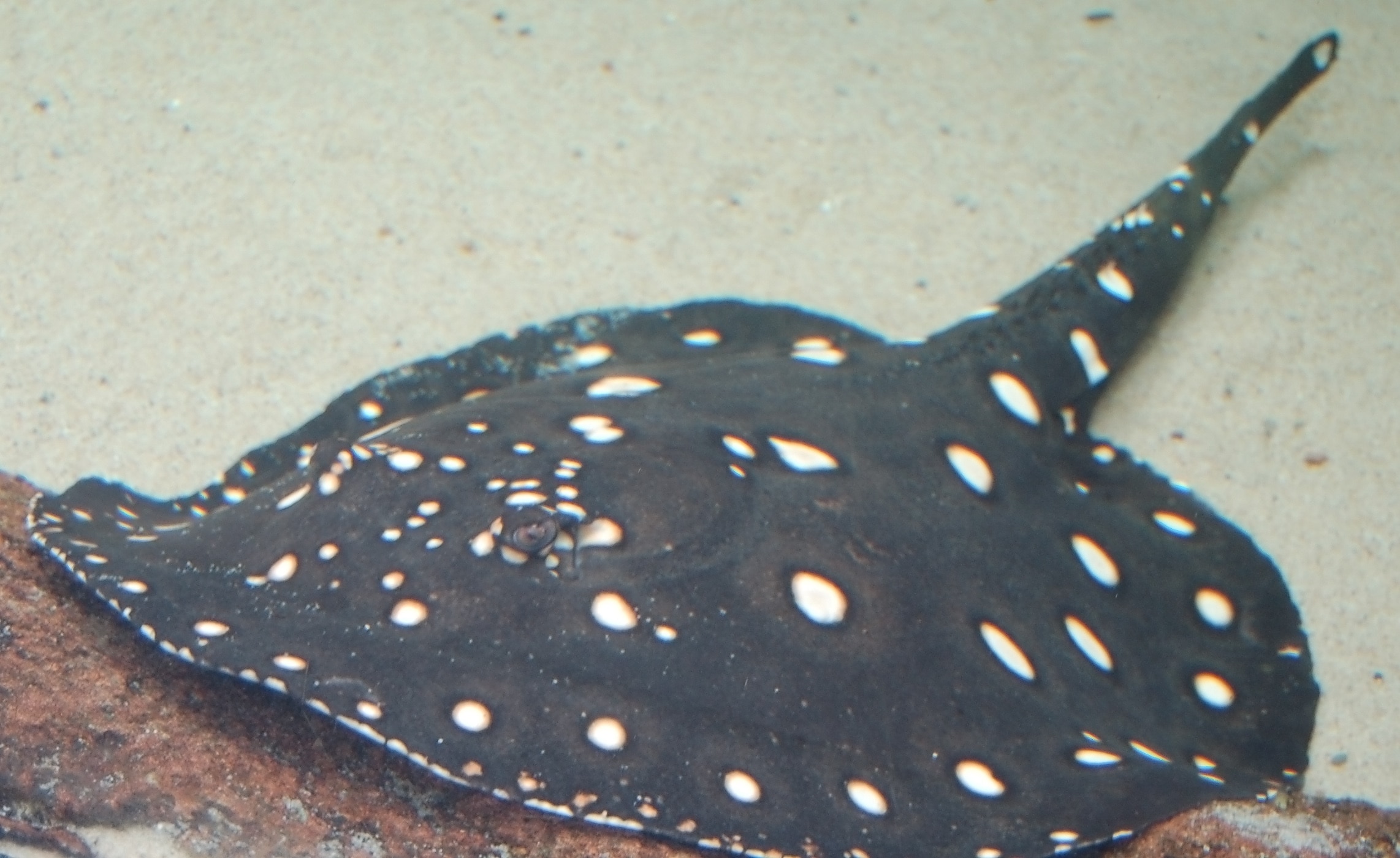 Freshwater polka dot stingray
