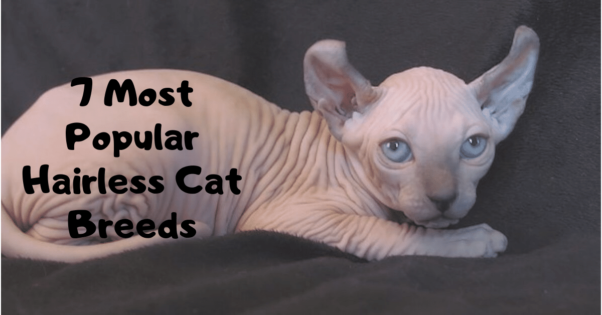 Hairless Cat Breeds