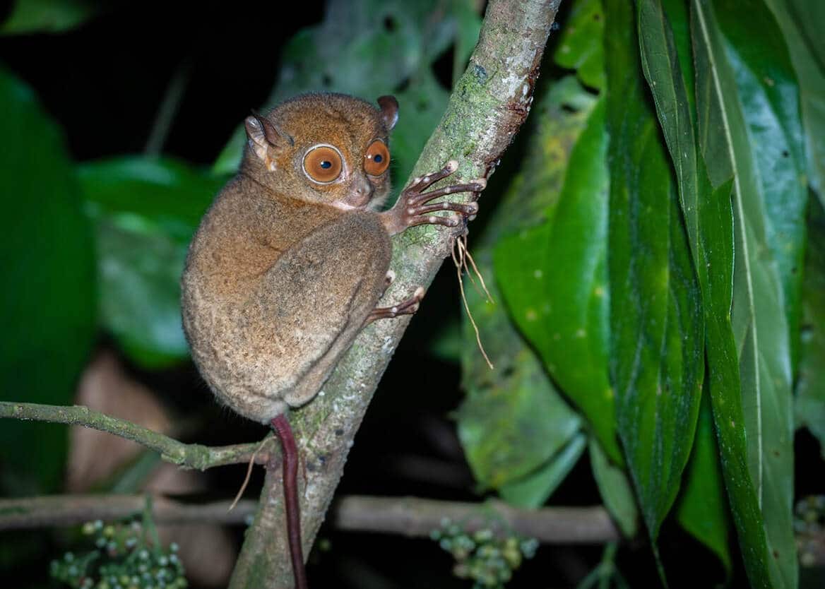 Horsfield's Tarsier