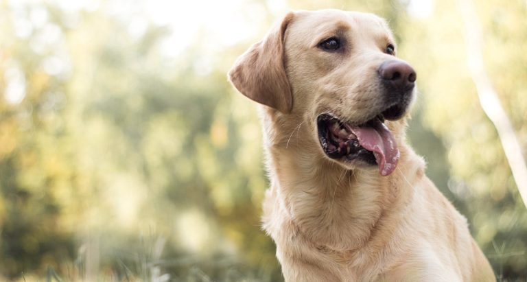 Why Labrador Retrievers Are the Most Popular Dogs in the USA?