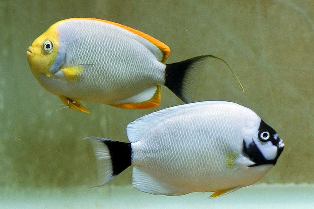 Masked angelfish Most Expensive Fish