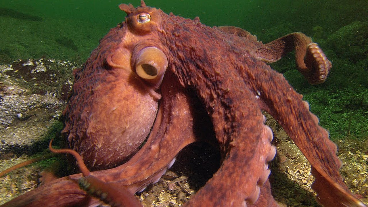 Octopus