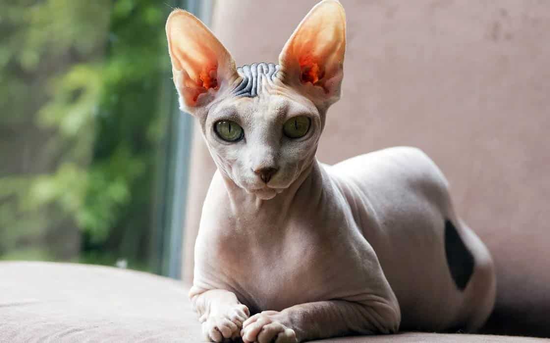 Peterbald cat