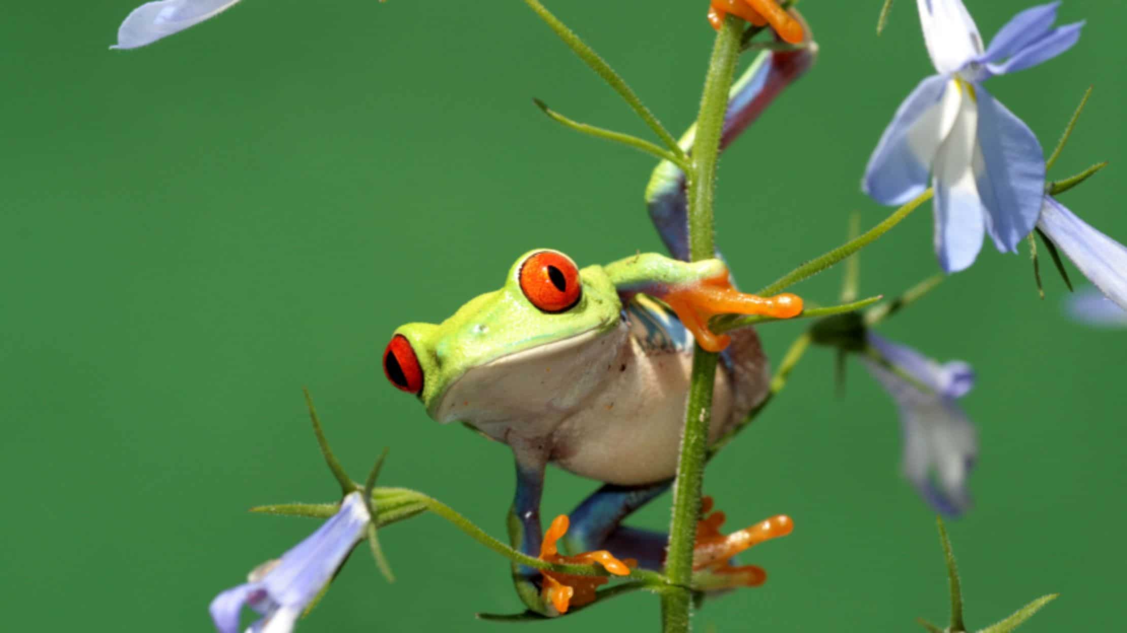 Red-eyed Tree Frog