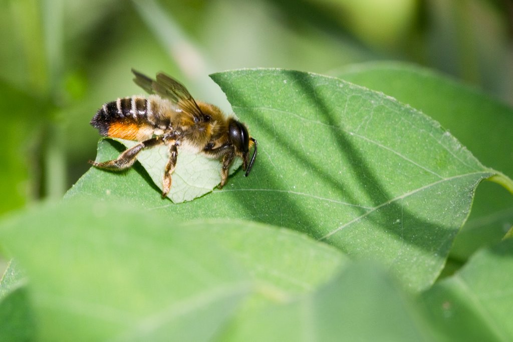 Leaf-cutter bees