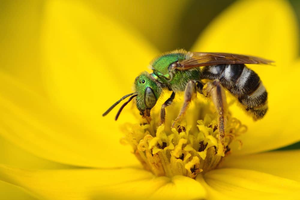 Sweat bees