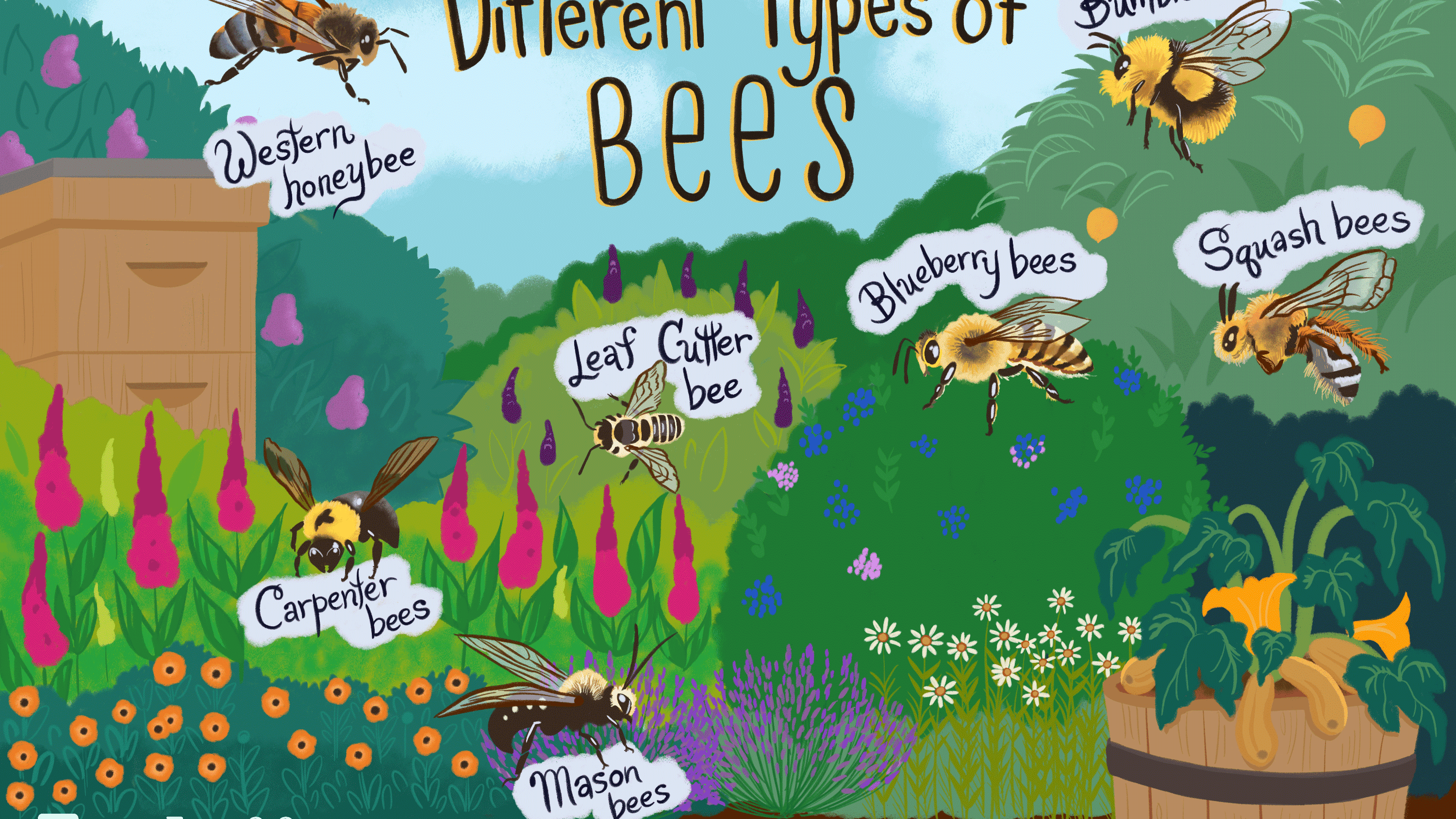 Different Types of Bees