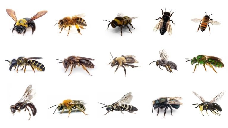 18 Different Types of Bees