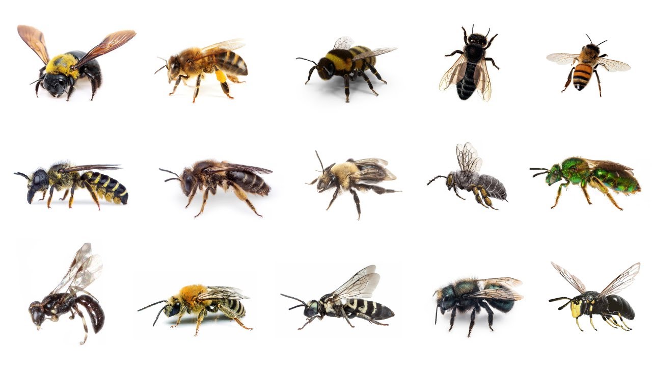 Different Types of Bees