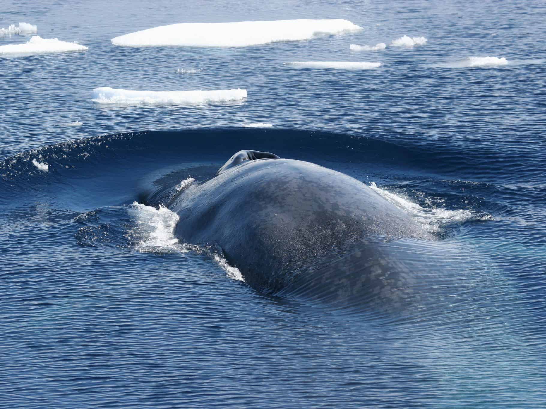 Antarctic Blue Whale