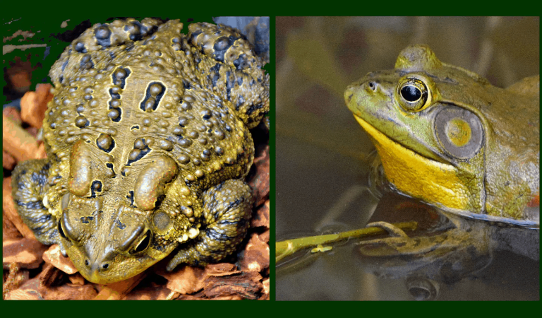 What’s the Difference Between a Frog and a Toad?