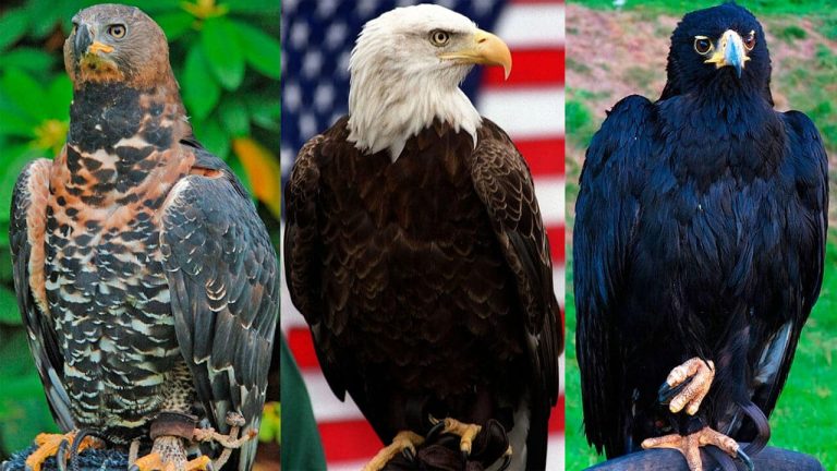 8 Largest Eagles in the World