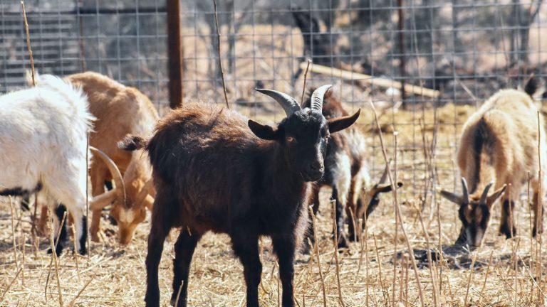 8 Popular Goat Breeds in the World