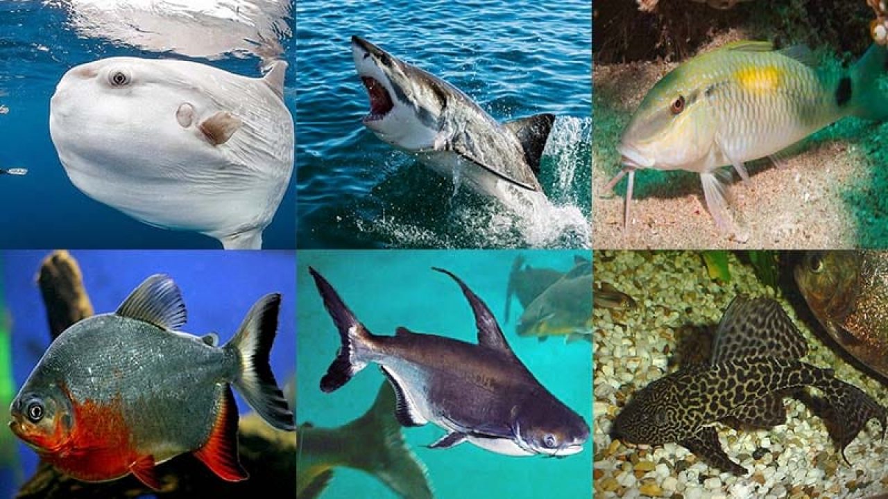 Different Types of Fishes