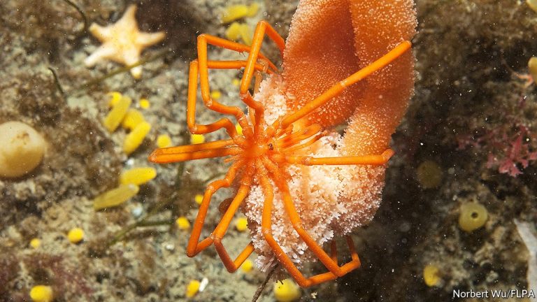 6 Animals With No Heart You Should Know