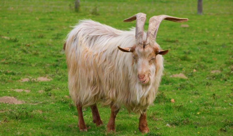 10 Popular Goat Breeds With Long Hair