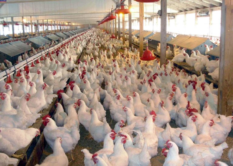 Tips for Starting a Backyard Poultry Farming Business