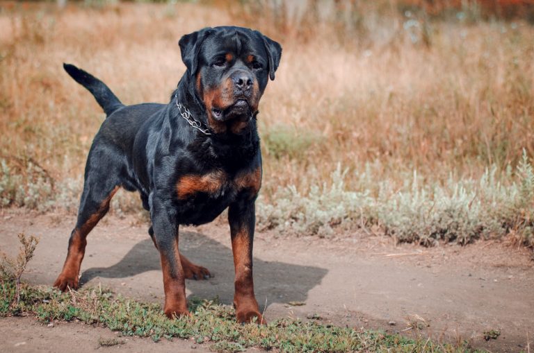 Rottweiler: What You Need to Know About This Breed