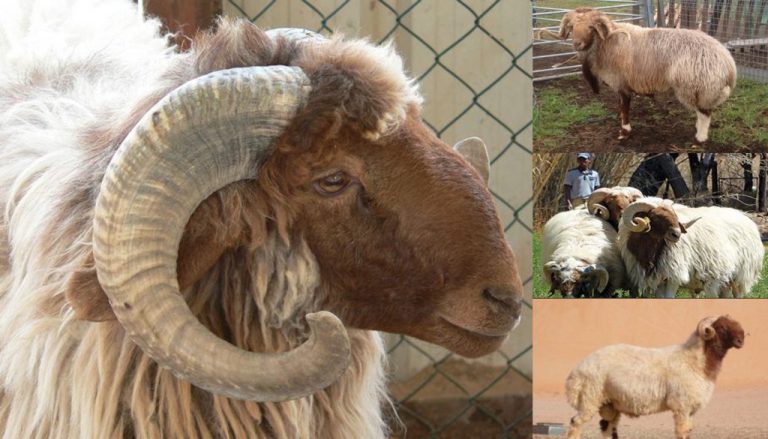 10 Different Types of Sheep Breeds That Produce Milk