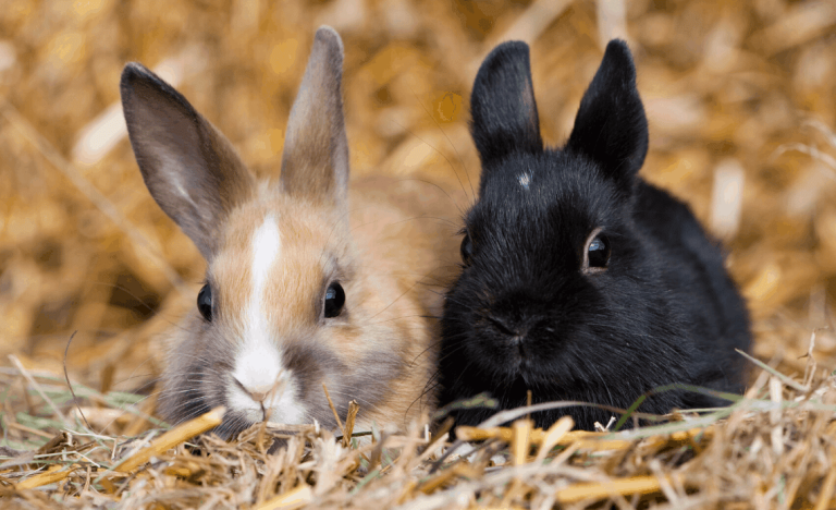 10 Small Rabbit Breeds in the World