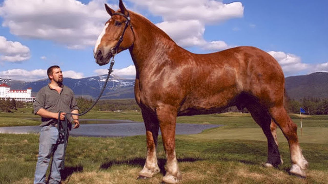 largest horse breeds