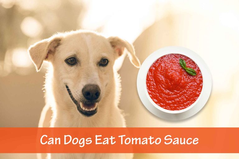 Can Dogs Eat Tomato Sauce?