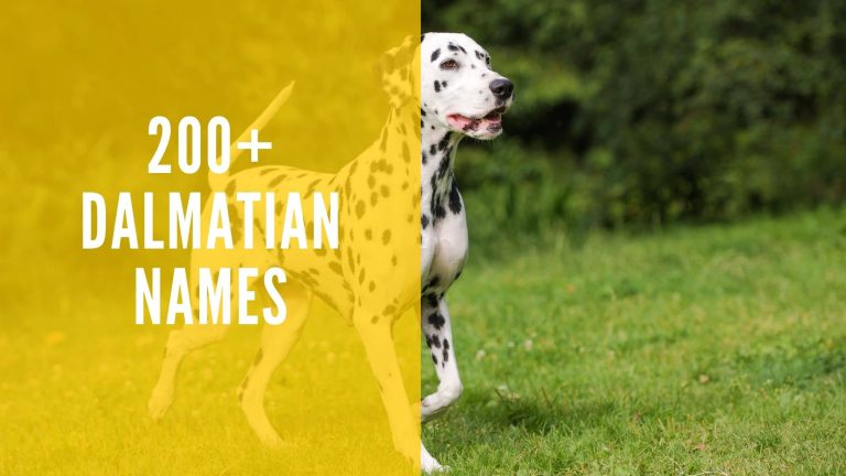 200+ Dalmatian Names for Your Doggo