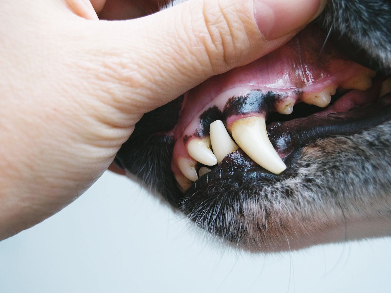 Dog's Gums