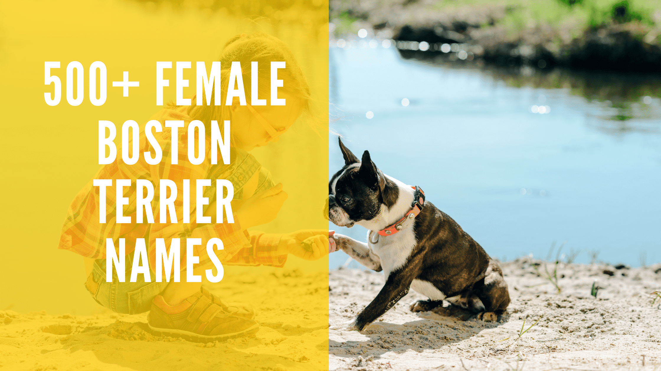 Female Boston Terrier Names
