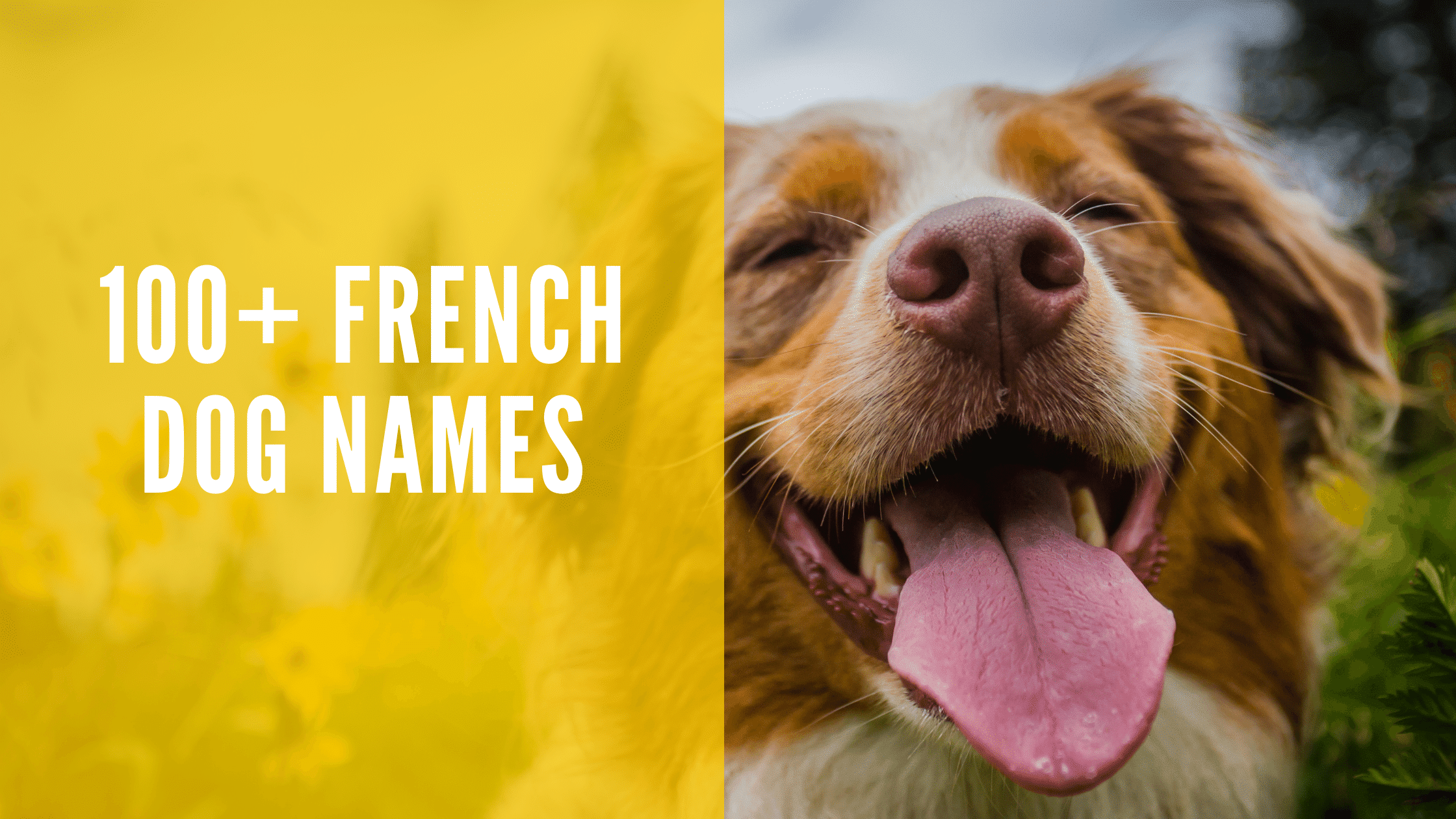 French Dog Names